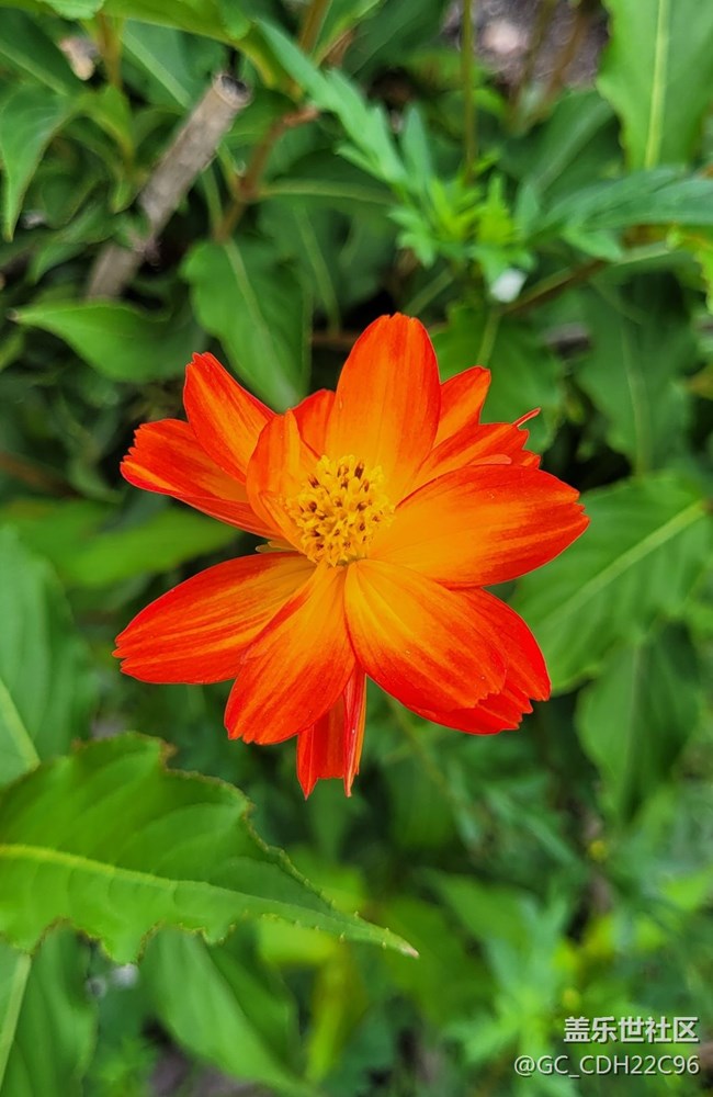【青蔥歲月】+漂亮的花
