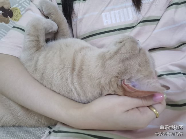 【年中小結(jié)】家里的新成員