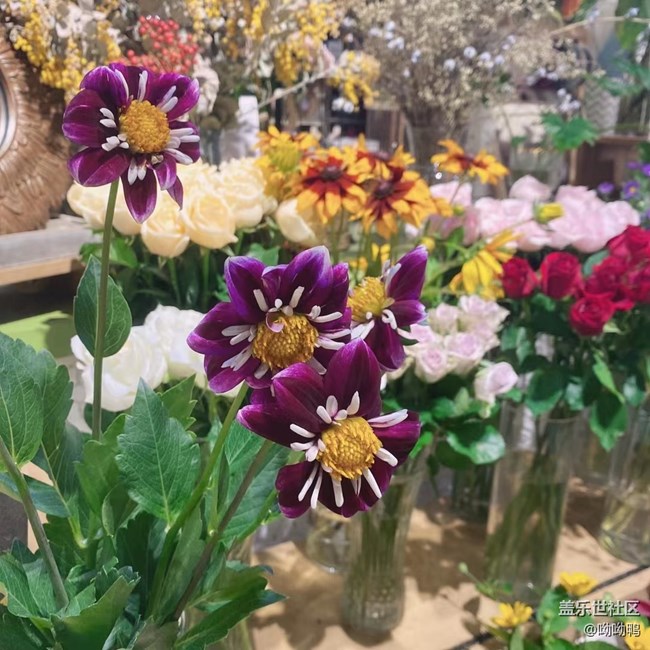 【青蔥歲月】花花草草的青青蔥蔥