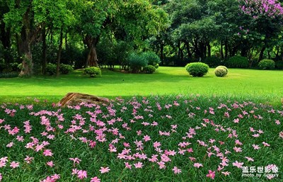 [半夏時光]——南湖隨拍