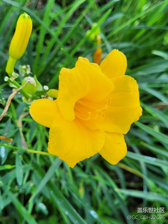 【青蔥歲月】+漂亮的花