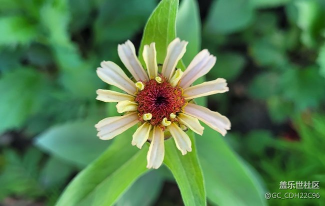 【青蔥歲月】+漂亮的花