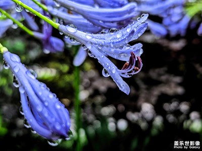 雨后羞澀