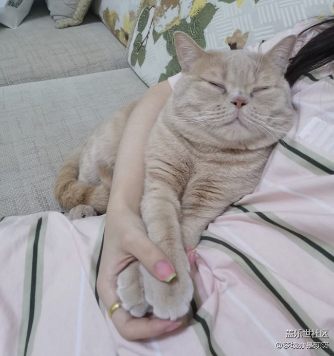 【年中小結(jié)】家里的新成員