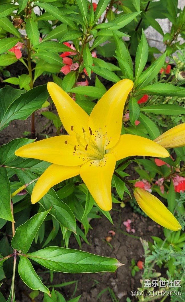 【青蔥歲月】+漂亮的花