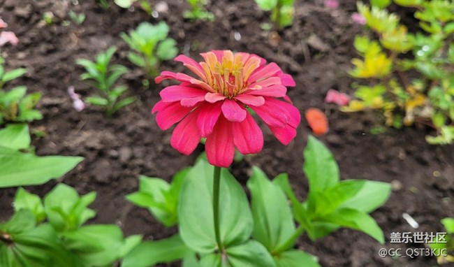 【青蔥歲月】+歲月如花