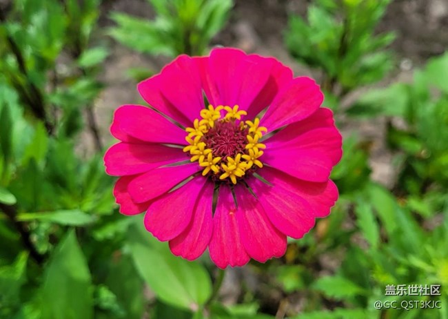 【青蔥歲月】+歲月如花