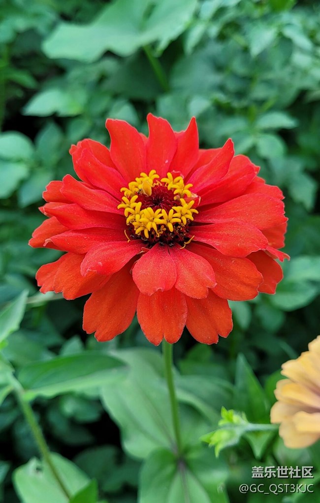 【青蔥歲月】+歲月如花