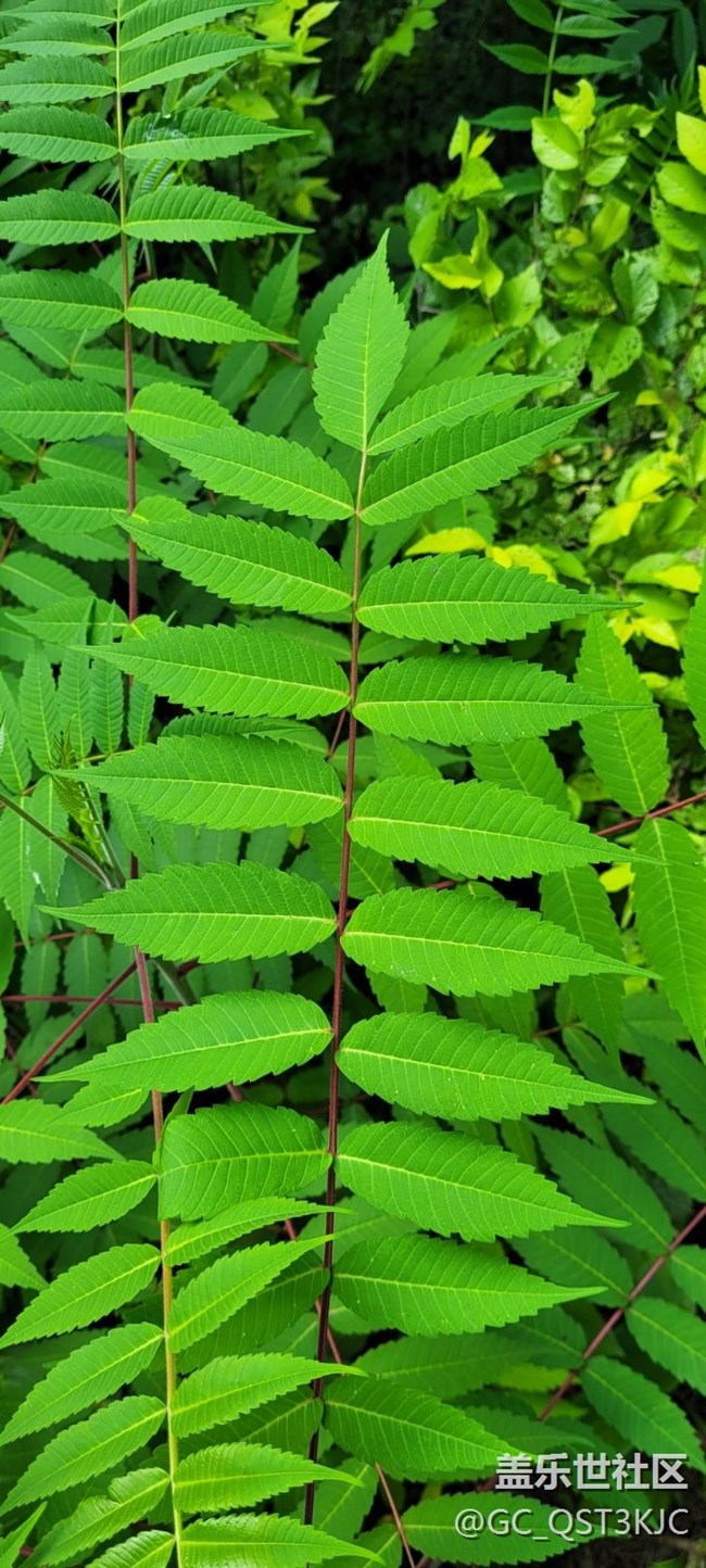 【靈動一夏】綠葉