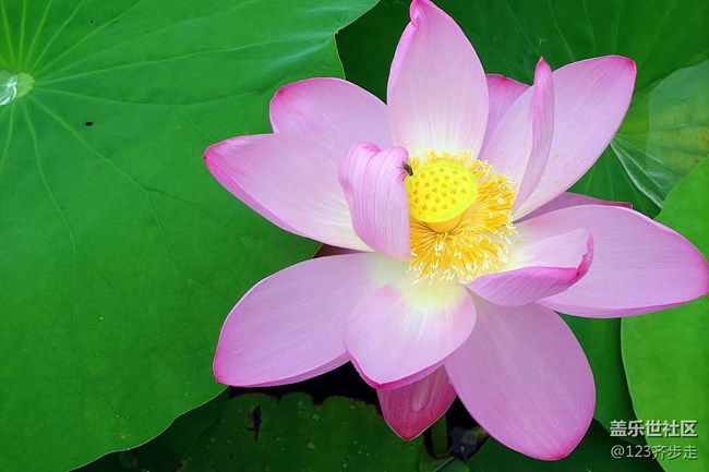 【青蔥歲月】荷花盛開