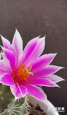 迷你仙人掌的花