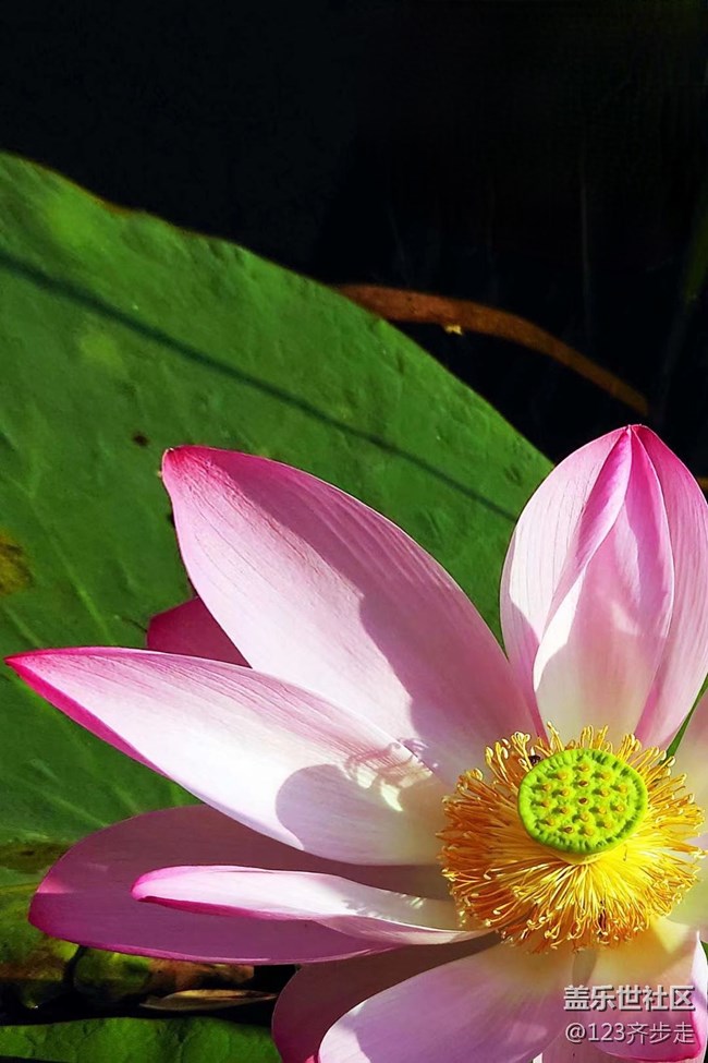 【青蔥歲月】荷花盛開