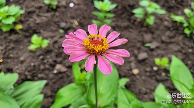 【青蔥歲月】+歲月如花