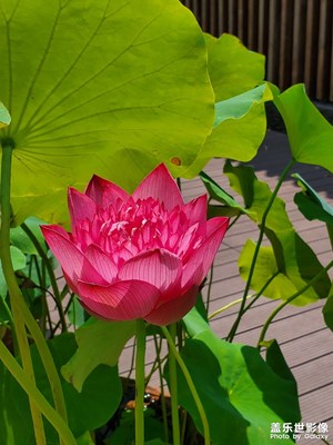 【半夏時光】＋涼意自生