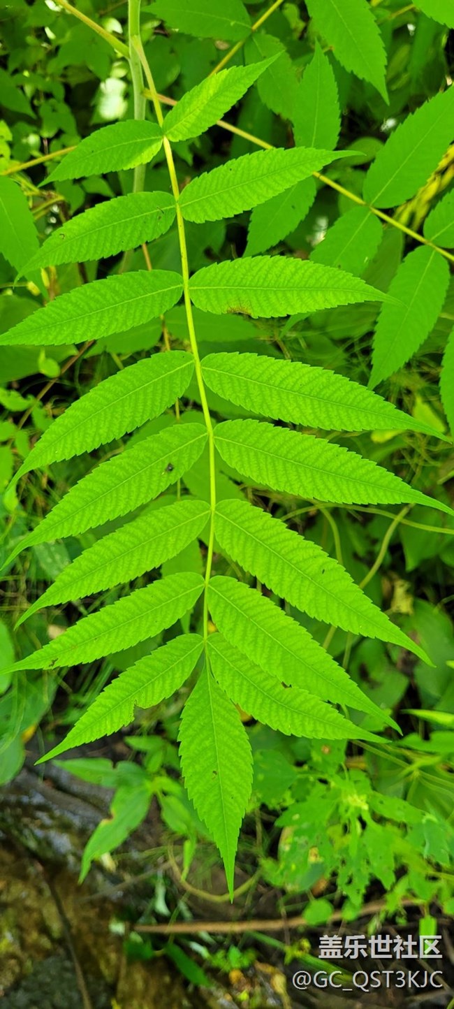 【靈動一夏】綠葉