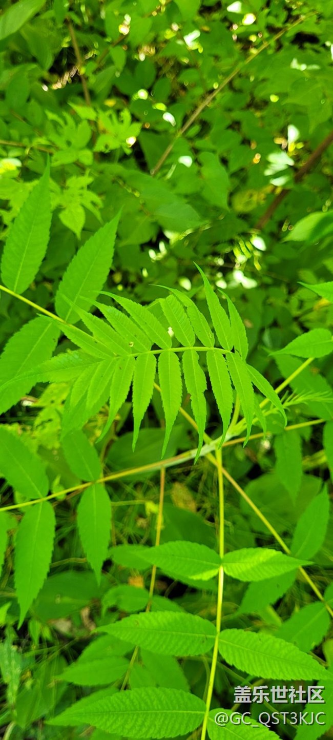 【靈動一夏】綠葉