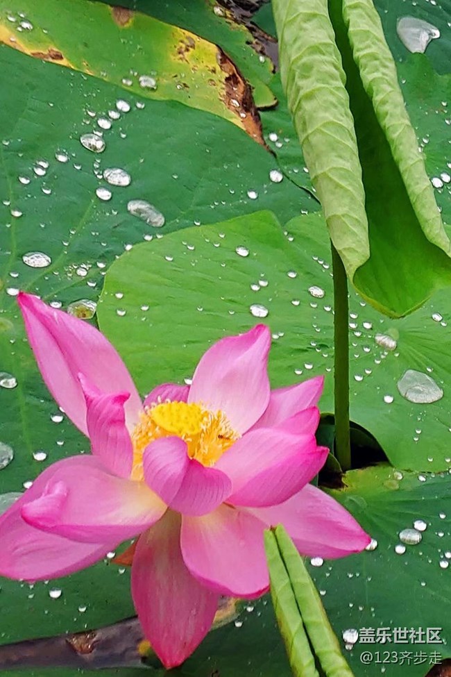 【青蔥歲月】荷花盛開