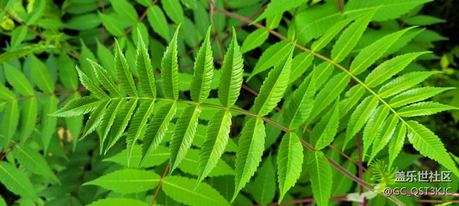 【靈動一夏】綠葉