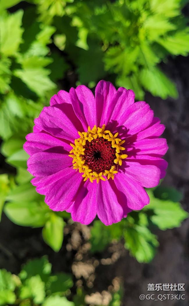 【青蔥歲月】+歲月如花