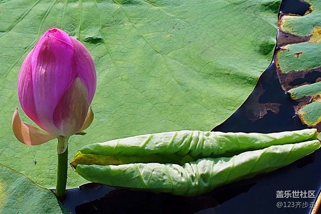 【青蔥歲月】荷花盛開