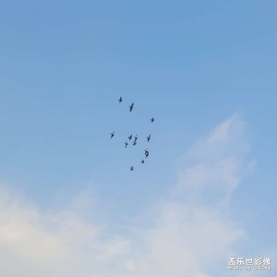 【半夏時(shí)光】天高任鳥(niǎo)飛