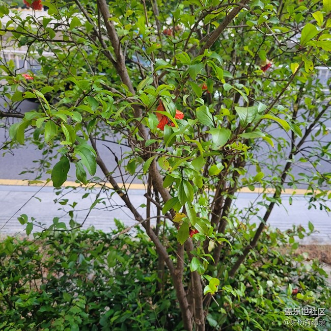 【靈動(dòng)一夏】石榴花