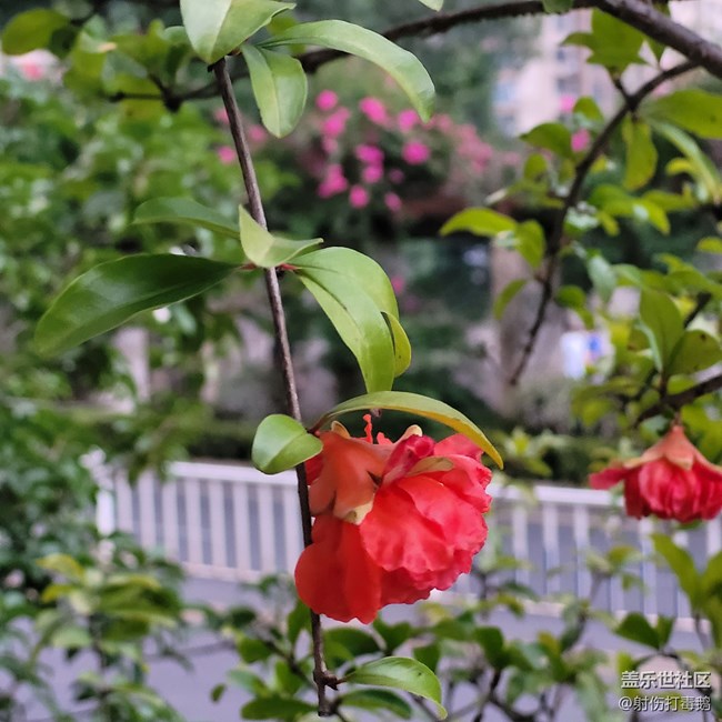 【靈動(dòng)一夏】石榴花