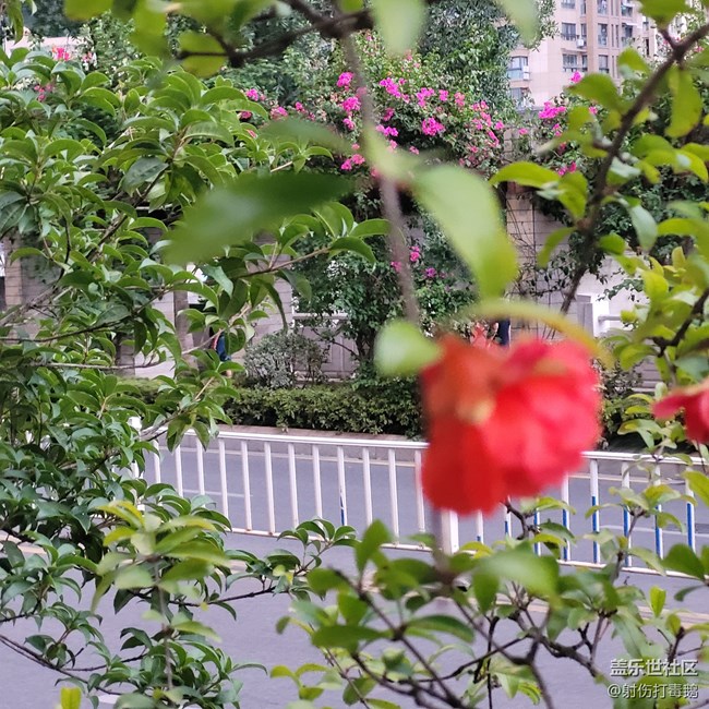 【靈動(dòng)一夏】石榴花