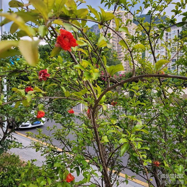 【靈動(dòng)一夏】石榴花