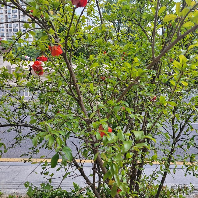 【靈動(dòng)一夏】石榴花