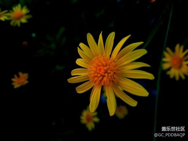 花開(kāi)盛夏，三星A71記錄美好夏天??！