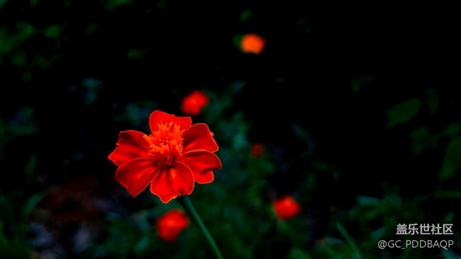 盛夏花開，三星A71記錄美好夏天