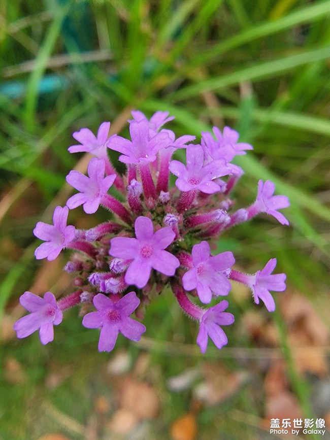 《每周星鮮事》 第113期:三星Galaxy新品 即將來襲 《每周星鮮事》 第113期:三星Galaxy新品 即將來襲