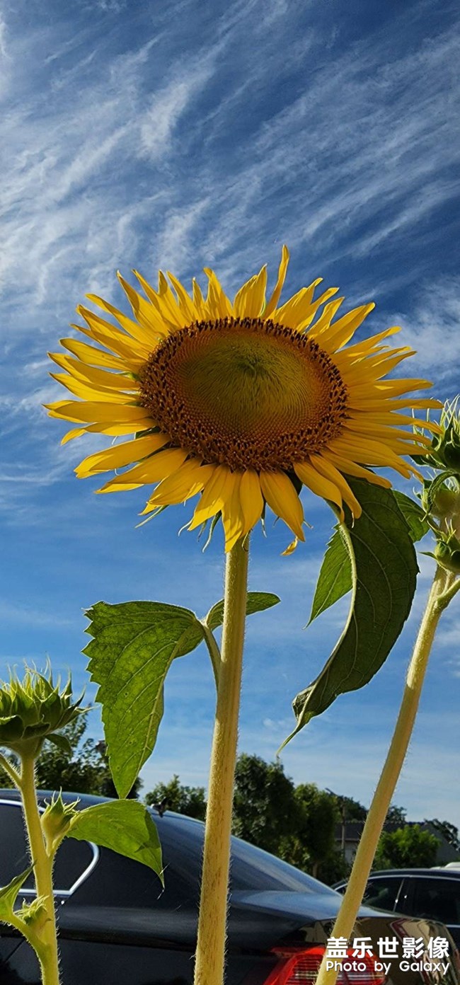 《每周星鮮事》 第113期:三星Galaxy新品 即將來襲 《每周星鮮事》 第113期:三星Galaxy新品 即將來襲