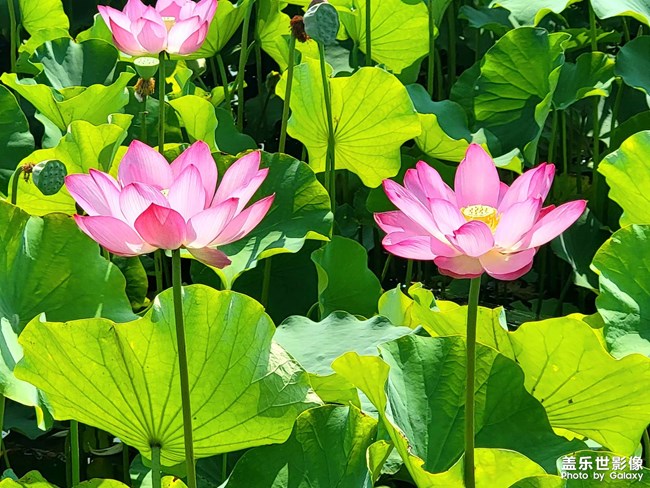 《每周星鮮事》 第113期:三星Galaxy新品 即將來襲 《每周星鮮事》 第113期:三星Galaxy新品 即將來襲