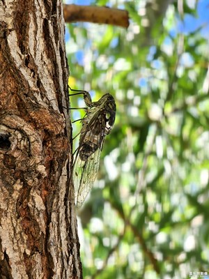 【半夏時光】蟬鳴半夏