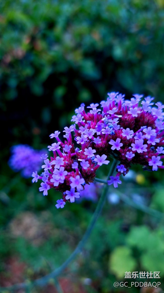 盛夏花開，三星A71記錄美好夏天