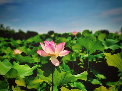 【半夏時(shí)光】+荷