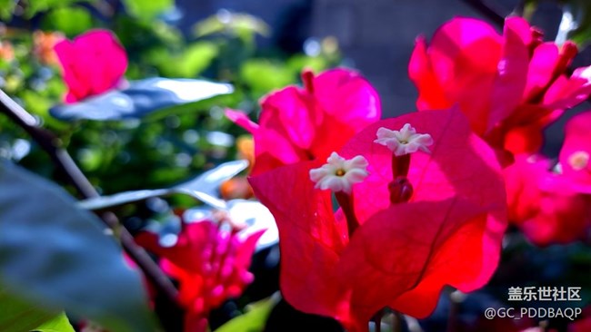 花開(kāi)盛夏，三星A71記錄美好夏天??！