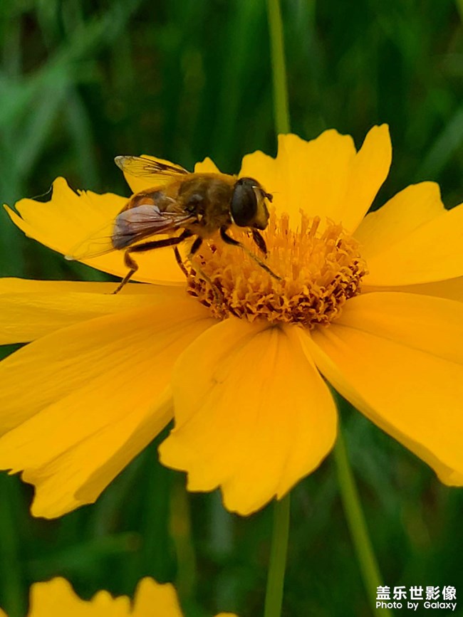 《每周星鮮事》 第113期:三星Galaxy新品 即將來襲 《每周星鮮事》 第113期:三星Galaxy新品 即將來襲