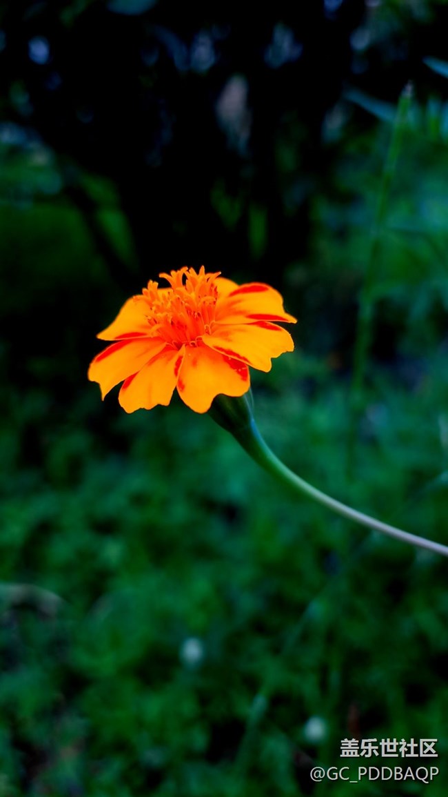 花開(kāi)盛夏，三星A71記錄美好夏天！！