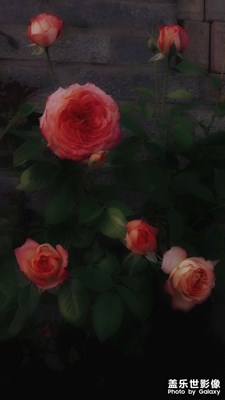 【唯愛(ài)七夕】舊都的花