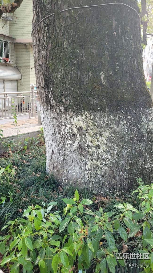 【靈動(dòng)一夏】參天大樹(shù)