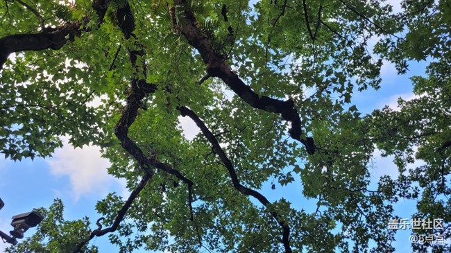 【靈動(dòng)一夏】參天大樹(shù)