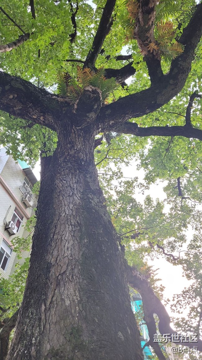 【靈動(dòng)一夏】參天大樹(shù)