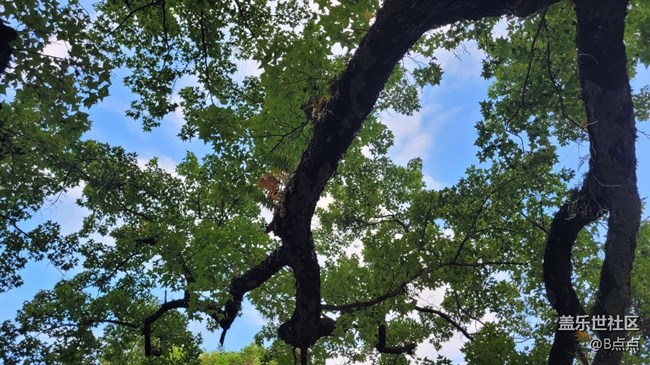 【靈動(dòng)一夏】參天大樹(shù)