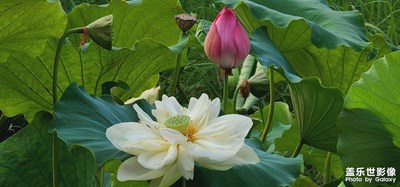 白蓮花！