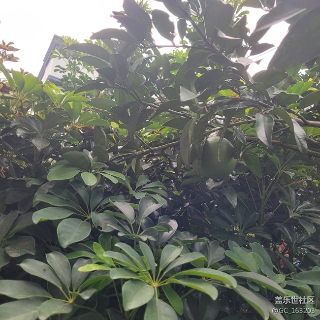 【靈動(dòng)一夏】夏季水果