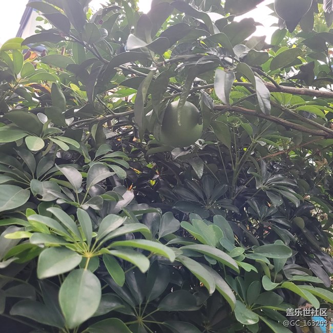 【靈動(dòng)一夏】夏季水果