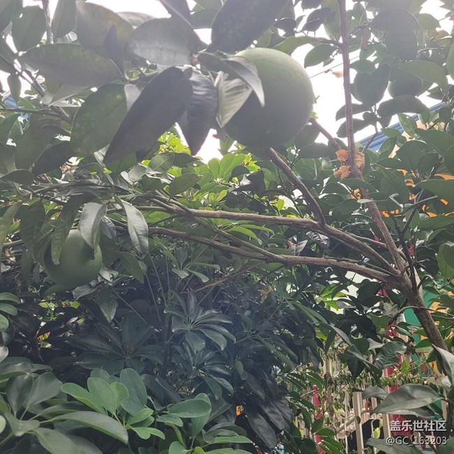 【靈動(dòng)一夏】夏季水果